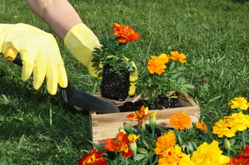 Tidy hedge maintenance for a front garden in Anerley